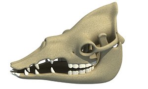 3d model dromedary camel skull skeleton