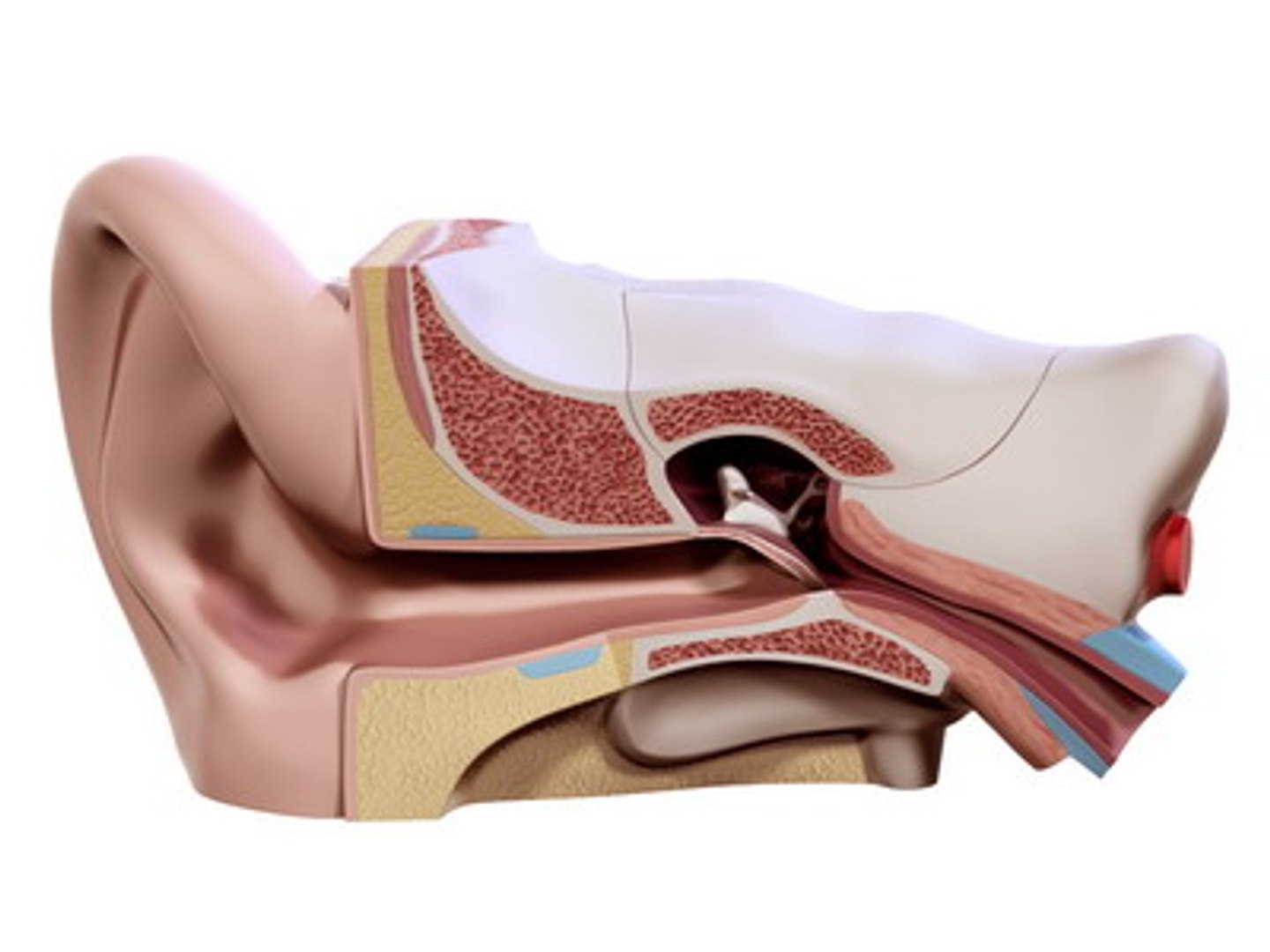 Ear Sectioned Anatomical Max