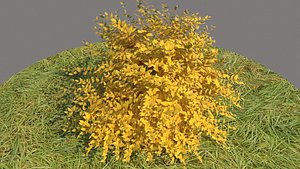 spiraea japonica golden princess 3D model