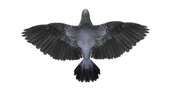 pigeon 3D model