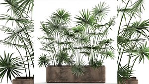 Palms in a flowerpot for the interior 938 3D model