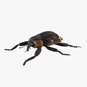 3D weevil beetle