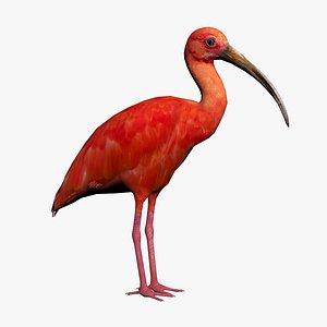 3D scarlet ibis model