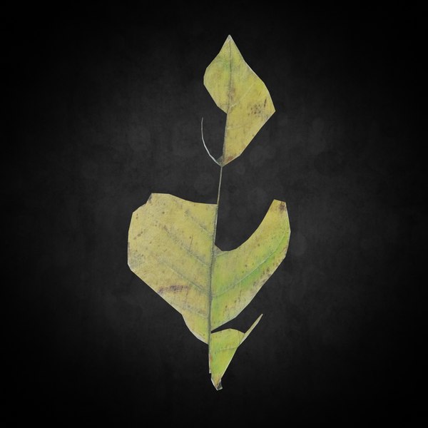 Low Poly Leaf 073 3D model - TurboSquid 1852529