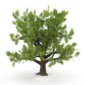 3D Old Oak Low Poly model