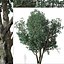 Set of Tanbark Oak or Lithocarpus densiflorus Tree - 2 Trees