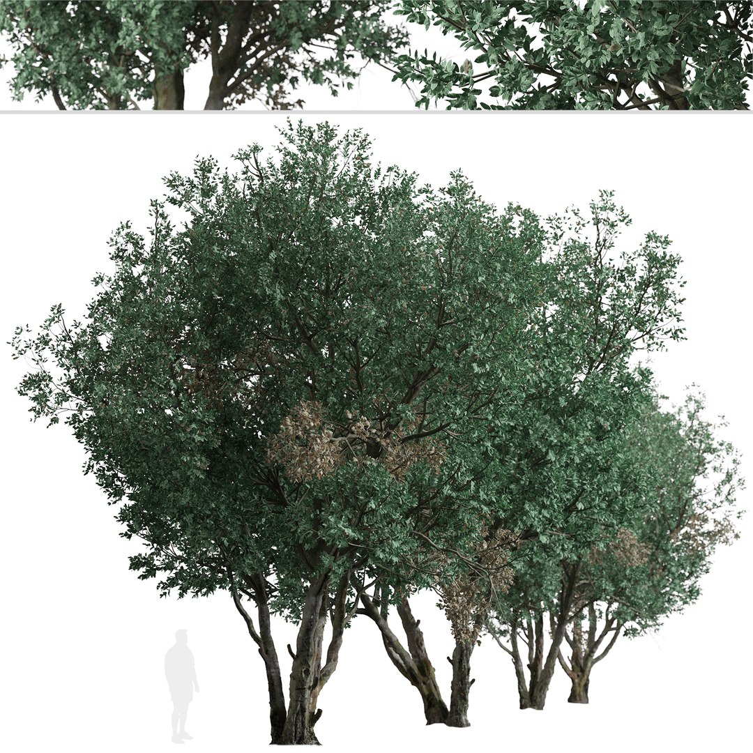 Set of Tanbark Oak or Lithocarpus densiflorus Tree - 2 Trees 3D https://p.turbosquid.com/ts-thumb/HV/kYfWKp/bs/tanbarkoak2/jpg/1668700785/1920x1080/fit_q87/3797d74392a5415c5247c509b22489412fd6f749/tanbarkoak2.jpg
