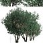 Set of Tanbark Oak or Lithocarpus densiflorus Tree - 2 Trees