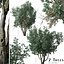 Set of Tanbark Oak or Lithocarpus densiflorus Tree - 2 Trees