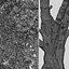 Set of Tanbark Oak or Lithocarpus densiflorus Tree - 2 Trees