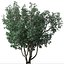 Set of Tanbark Oak or Lithocarpus densiflorus Tree - 2 Trees
