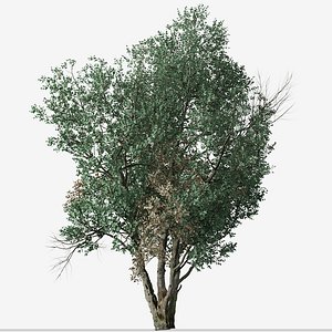 Set of Tanbark Oak or Lithocarpus densiflorus Tree - 2 Trees 3D