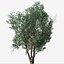 Set of Tanbark Oak or Lithocarpus densiflorus Tree - 2 Trees
