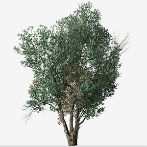 Set of Tanbark Oak or Lithocarpus densiflorus Tree - 2 Trees