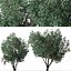 Set of Tanbark Oak or Lithocarpus densiflorus Tree - 2 Trees