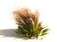Meadow Plants Animated Ecosystems Pack 24