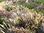 Meadow Plants Animated Ecosystems Pack 24