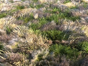 3D meadow plants ecosystems pack