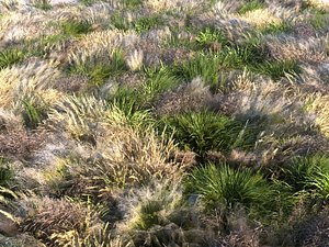 Meadow Plants Animated Ecosystems Pack 24