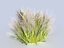 Meadow Plants Animated Ecosystems Pack 24