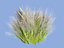 Meadow Plants Animated Ecosystems Pack 24