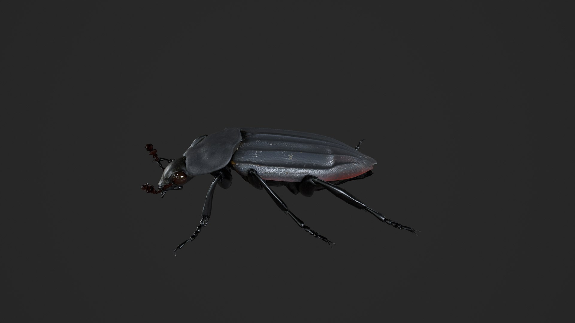 Black Insect Beetle Thanatophilus Sinuatus model https://p.turbosquid.com/ts-thumb/HV/qbBNRK/5q/untitled_002/png/1764409736/1920x1080/fit_q87/f752bbb0df5384c1dd13e33f662cc7cc0b447d91/untitled_002.jpg