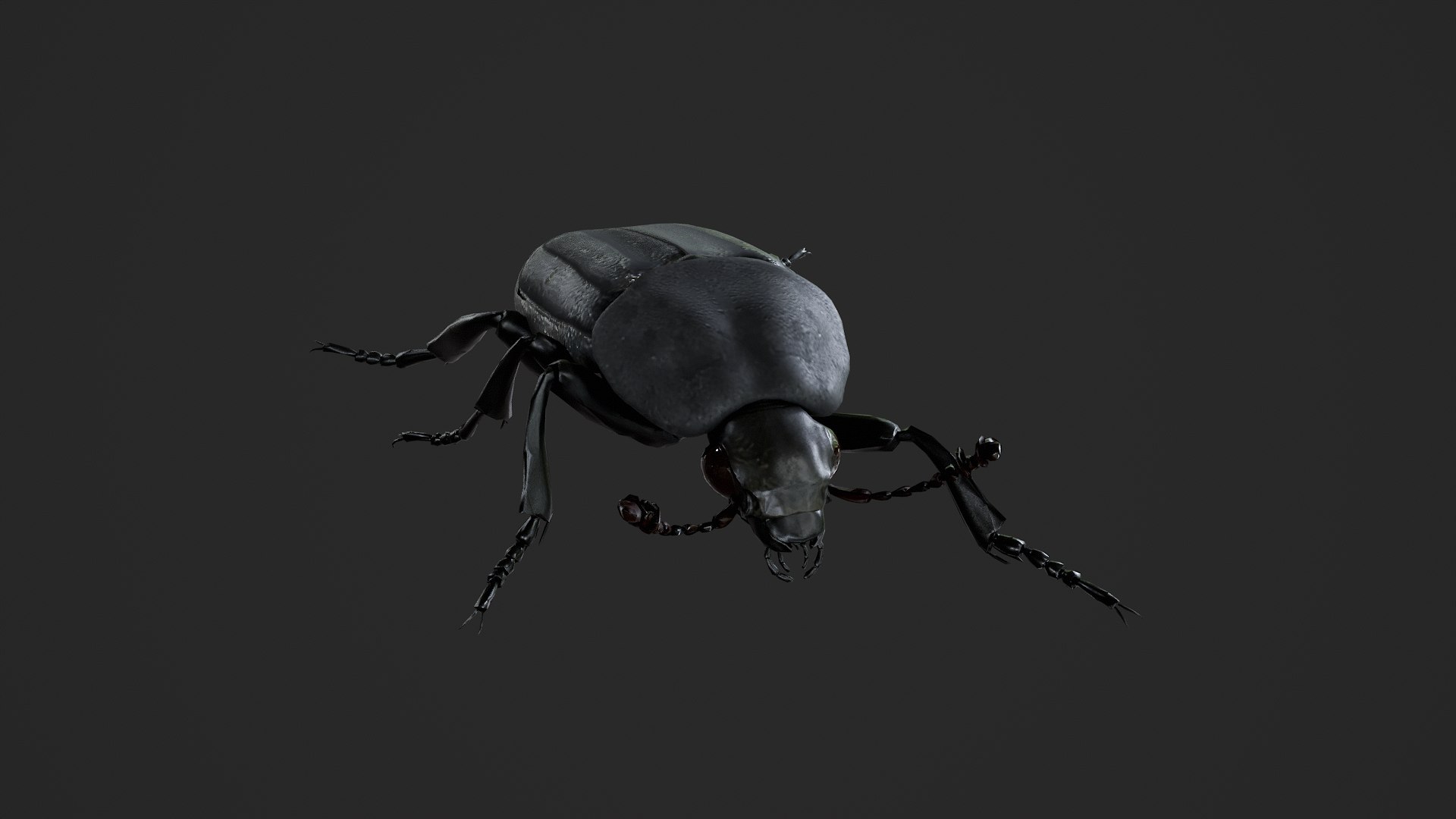 Black Insect Beetle Thanatophilus Sinuatus model https://p.turbosquid.com/ts-thumb/HV/qbBNRK/Ws/untitled_004/png/1764409737/1920x1080/fit_q87/d1e242ed38755fd97e7c51a78fb34af10e07b022/untitled_004.jpg