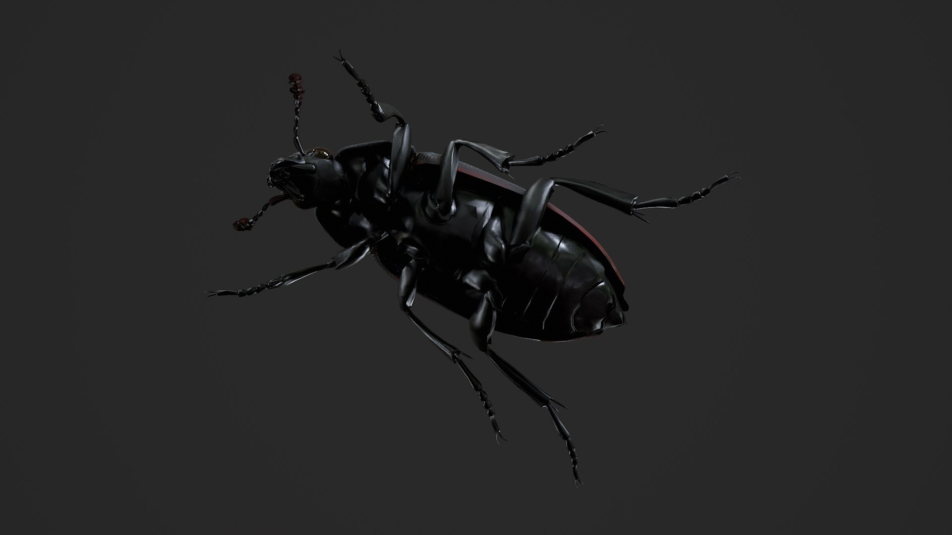 Black Insect Beetle Thanatophilus Sinuatus model https://p.turbosquid.com/ts-thumb/HV/qbBNRK/cP/untitled_005/png/1764409737/1920x1080/fit_q87/1f59ee5dcf29c2ba9fa2e57a02ed60c2b205cb38/untitled_005.jpg