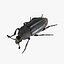 Black Insect Beetle Thanatophilus Sinuatus