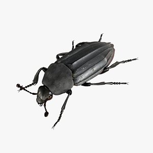 Black Insect Beetle Thanatophilus Sinuatus