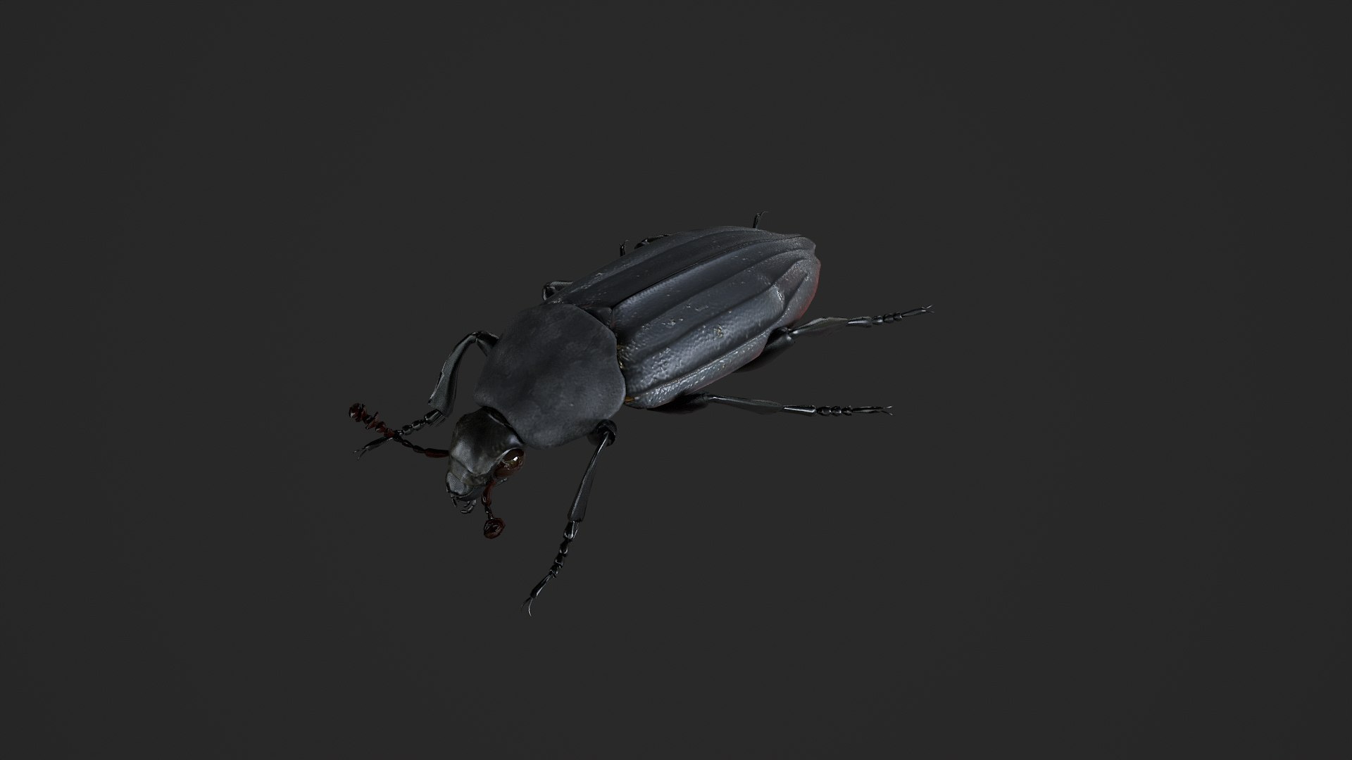 Black Insect Beetle Thanatophilus Sinuatus model https://p.turbosquid.com/ts-thumb/HV/qbBNRK/xg/untitled_001/png/1764409740/1920x1080/fit_q87/b890345b1a0b7f0ce3df33dec7a1e3f365976f8c/untitled_001.jpg