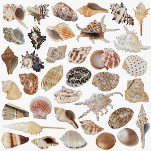 Seashells Collection 3D model
