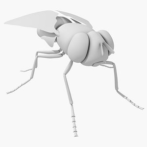 Fly