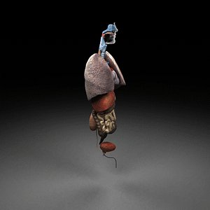 Human Anatomy