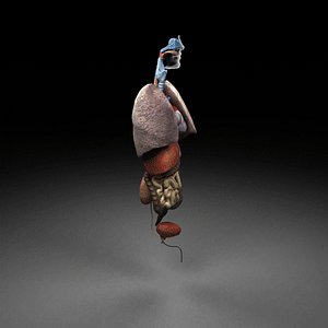 Human Anatomy