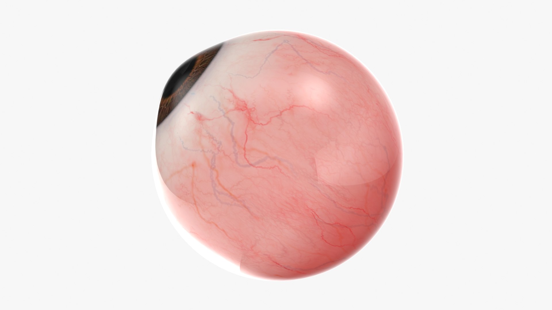 Human Eye Model - TurboSquid 2188436