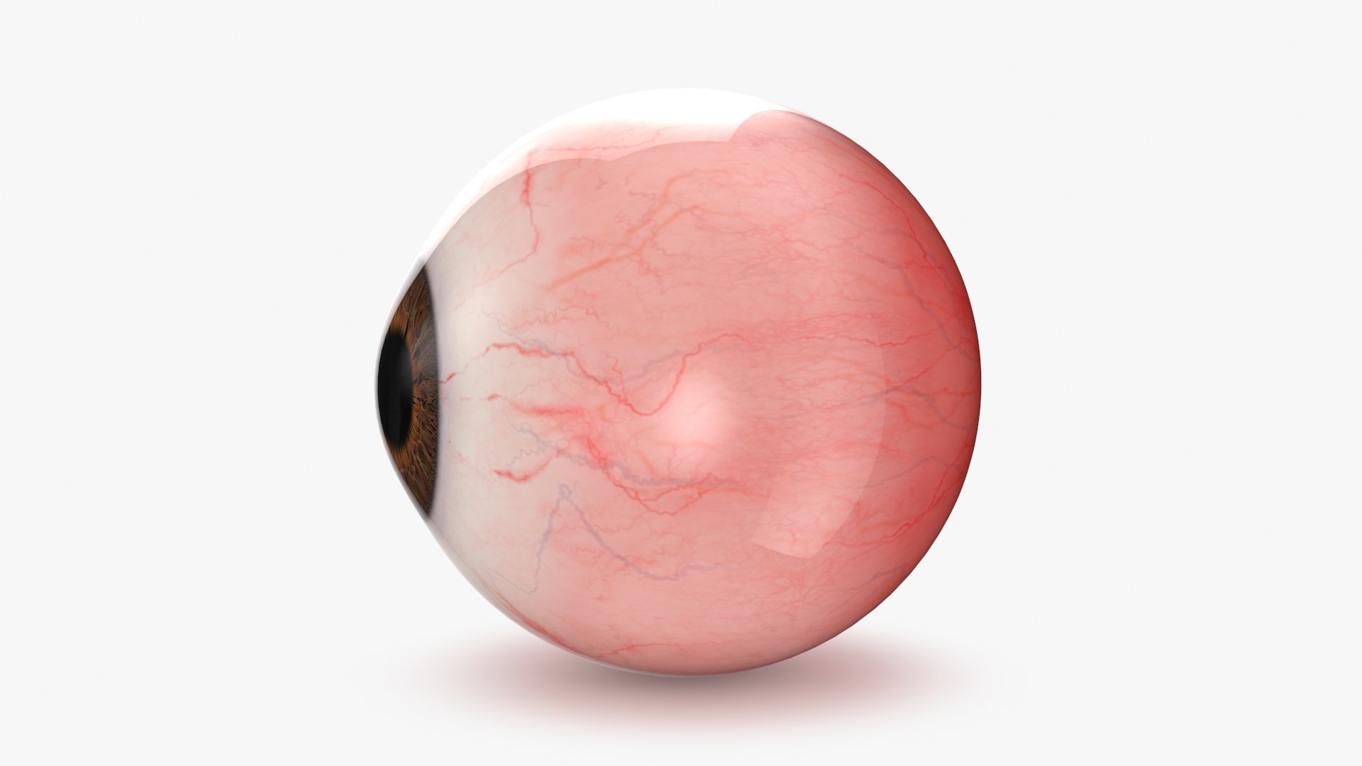 Human Eye Model - TurboSquid 2188436