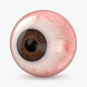 Human Eye