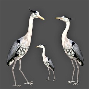 Heron Bird model