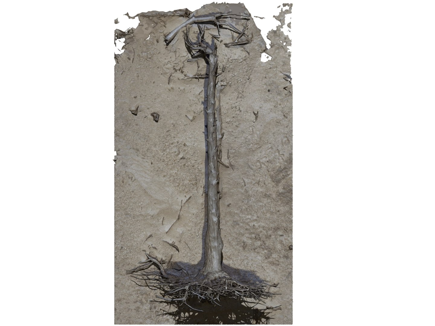 3D Desert Tree Laying 04 Model - TurboSquid 1380364