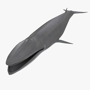 bryde s whale 3d max