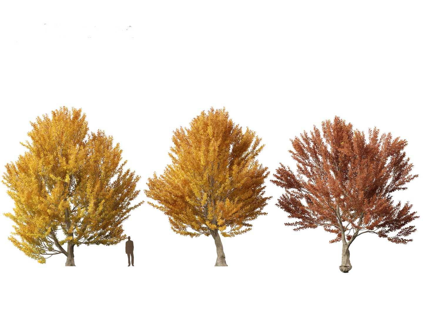 3D Fagus Sylvatica - European Beech 03 - TurboSquid 2153536