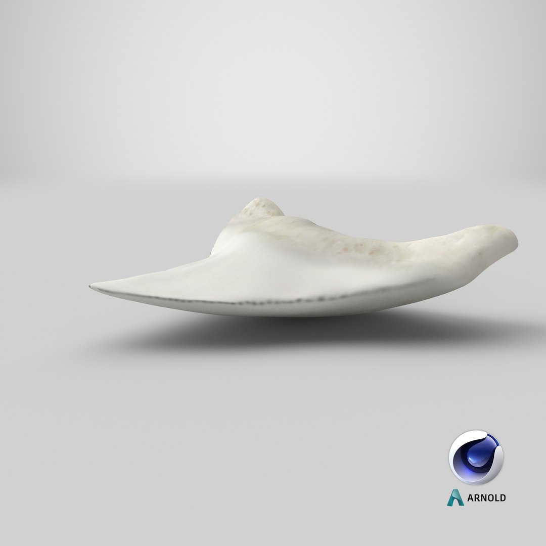 shark teeth carcharodon angustidens 3D https://p.turbosquid.com/ts-thumb/HW/PBNSpH/8kt63CMp/stemcell_cinema_4d_arnold_render/png/1595130213/1920x1080/fit_q87/0d7bcda155231519f4d778ab8efe0972057ab029/stemcell_cinema_4d_arnold_render.jpg