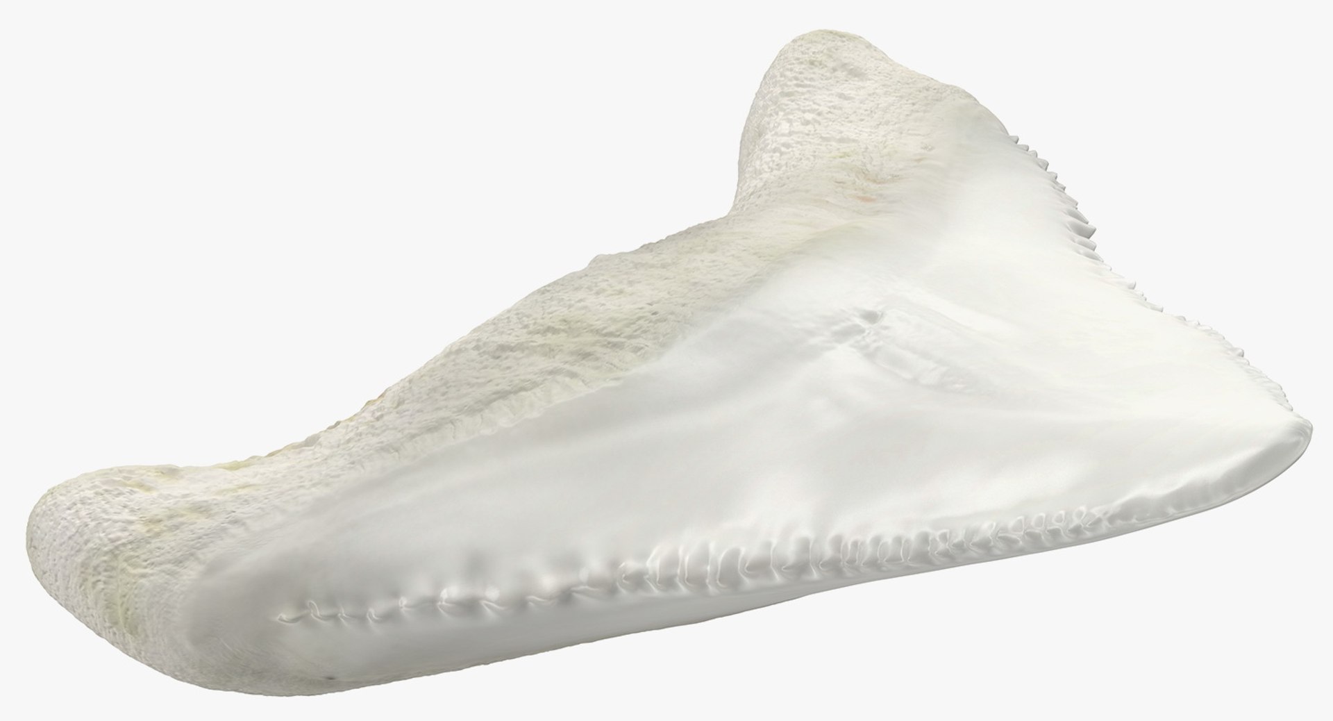 shark teeth carcharodon angustidens 3D https://p.turbosquid.com/ts-thumb/HW/PBNSpH/CIZYcwbc/sharkteethcarcharodonangustidens3dmodel010/jpg/1560376596/1920x1080/fit_q87/054ede9c8018fa3e27f3e2028f5410343d809078/sharkteethcarcharodonangustidens3dmodel010.jpg