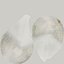 Shark Teeth Carcharodon Angustidens 3D Model