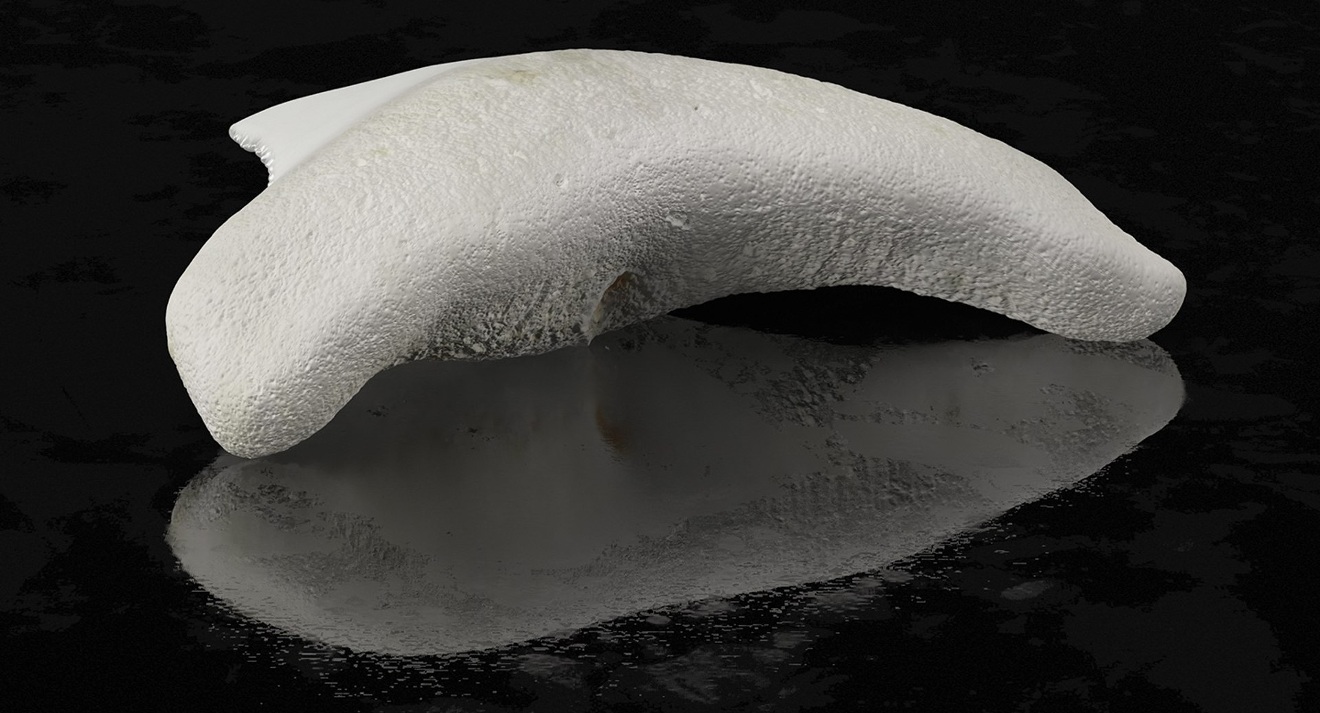 shark teeth carcharodon angustidens 3D https://p.turbosquid.com/ts-thumb/HW/PBNSpH/IHW182Ws/sharkteethcarcharodonangustidens3dmodel002/jpg/1560376573/1920x1080/fit_q87/8b4593243f771815a1b99465dbea690854fe9f74/sharkteethcarcharodonangustidens3dmodel002.jpg