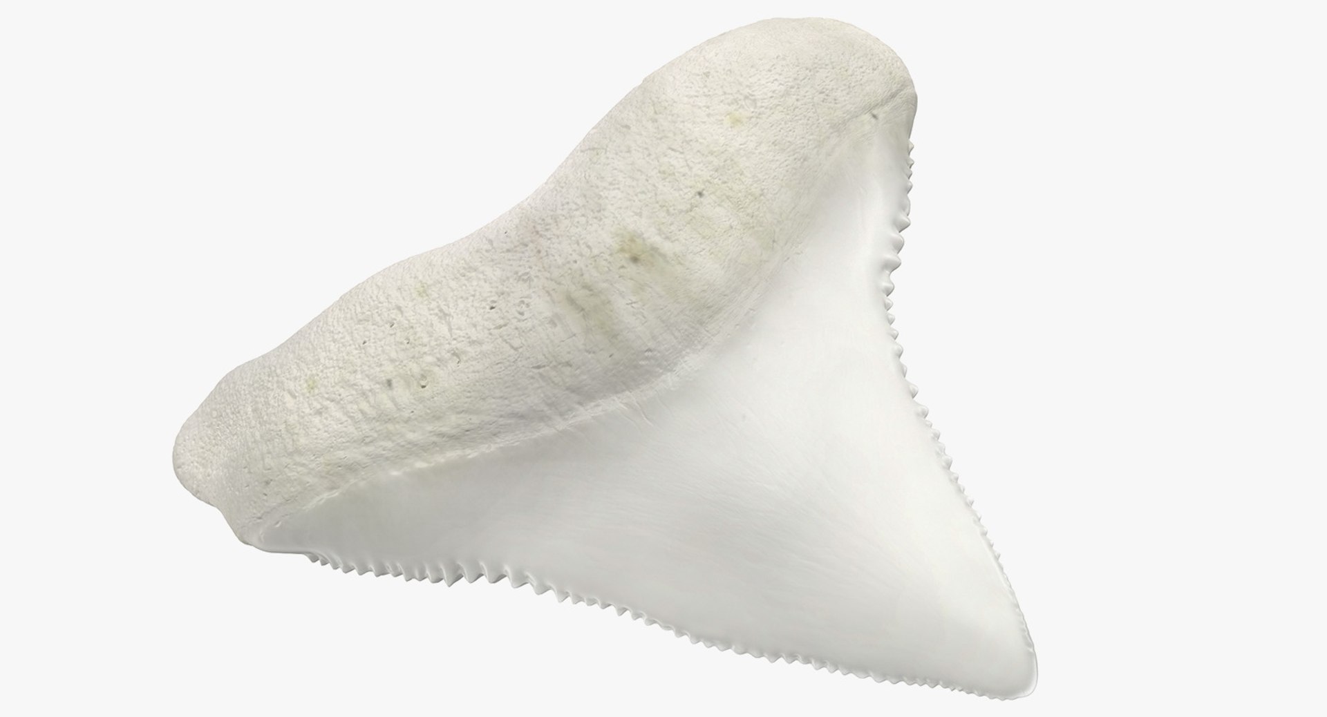 shark teeth carcharodon angustidens 3D https://p.turbosquid.com/ts-thumb/HW/PBNSpH/Ntv7Y5DV/sharkteethcarcharodonangustidens3dmodel005/jpg/1560376580/1920x1080/fit_q87/b9285c092d45636d1152c45c889e2e3f81febd4e/sharkteethcarcharodonangustidens3dmodel005.jpg