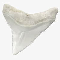 Shark Teeth Carcharodon Angustidens 3D Model