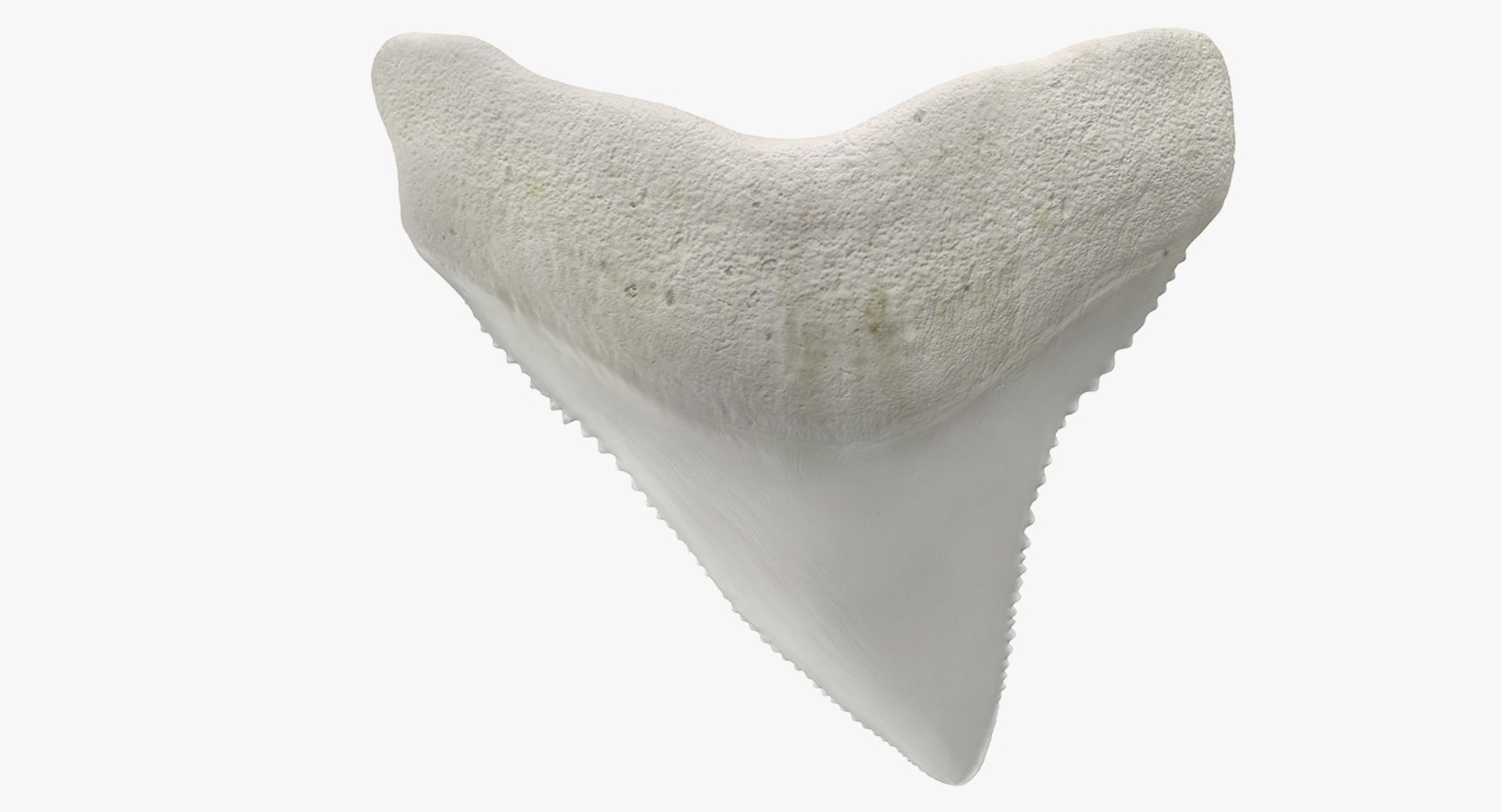 shark teeth carcharodon angustidens 3D https://p.turbosquid.com/ts-thumb/HW/PBNSpH/SVOCES7b/sharkteethcarcharodonangustidens3dmodel011/jpg/1560376598/1920x1080/fit_q87/0ff6726921b03b84be332a484a3d25be55a33adb/sharkteethcarcharodonangustidens3dmodel011.jpg