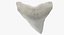 Shark Teeth Carcharodon Angustidens 3D Model